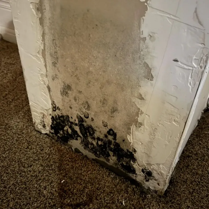 Professional Mold Removal in Carbondale, KS